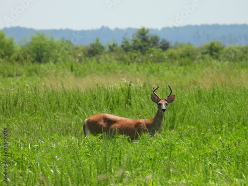 A whitetail deer, buck, with velvet antlers, roaming through a lush, green meadow, on a hazy summer day. Blackwater National Wildlife Refuge, Dorchester County, Cambridge, Maryland. photo