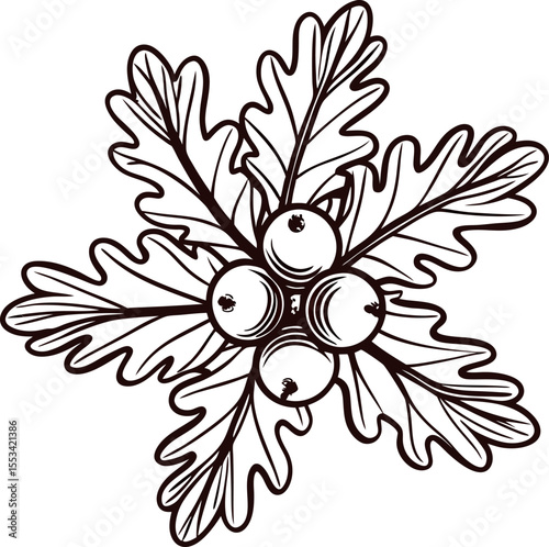 Detailed hand drawn botanical illustration of oak leaves and acorns in vintage isolated on white background