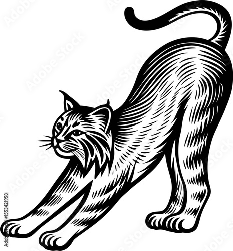 Engraved illustration of a stretching domestic cat in vintage style, detailed black and white line art