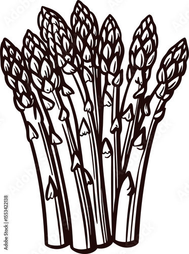 Hand drawn bundle of fresh asparagus spears isolated vintage engraved botanical vegetable illustration