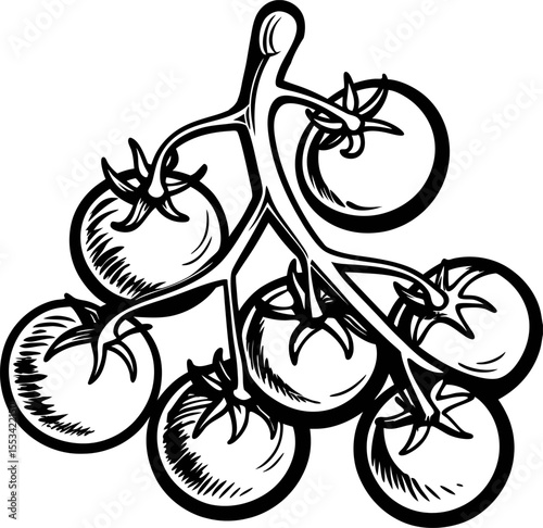 hand drawn black and white illustration of fresh tomato vine cluster with leaves isolated