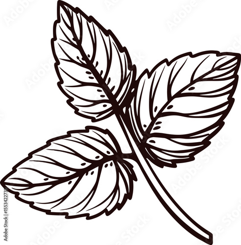 Hand drawn mint plant leaf trio black and white outline botanical illustration isolated