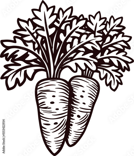 Hand drawn sketch of two organic carrots with leaves isolated on white background