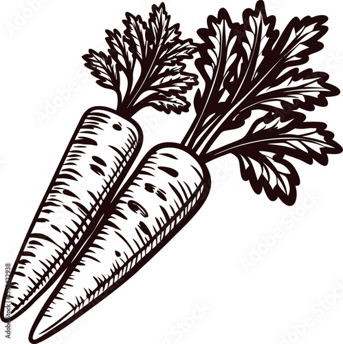 Hand drawn illustration of two fresh carrots with leafy tops isolated on white background