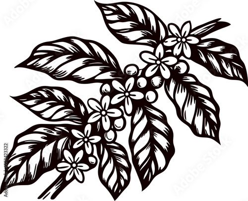 Coffee plant branch with leaves, flowers, and berries in hand drawn vintage botanical illustration