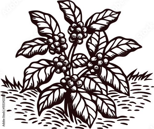 Hand drawn coffee plant with berries and leaves vintage botanical illustration