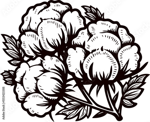 Hand drawn vintage cotton plant illustration with blooming flowers and leaves in black and white ink