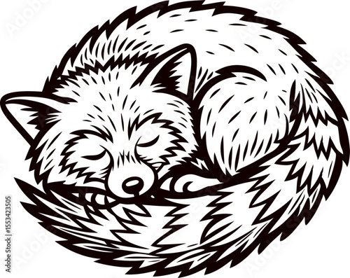 Hand drawn curled sleeping fox isolated on white vintage engraved wild animal sketch illustration
