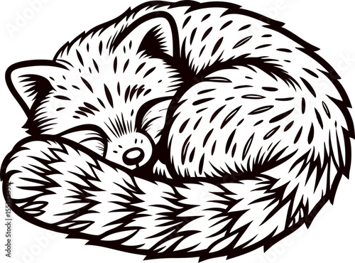 Hand drawn curled sleeping fox illustration with intricate fur details in vintage black and white engraving