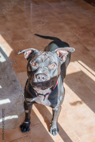 Full-body shot of a striking black Pit Bull mix dog with bright amber eyes, standing on a tiled floor illuminated by sunlight.