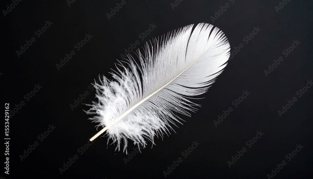 Obraz premium White Feather On Black Background