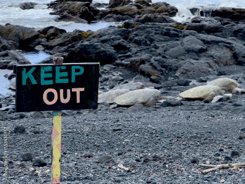 Endangered Green Sea Turtles warming themselves on the hot black sand beach near a sign warning people to keep out of the turtles area.
