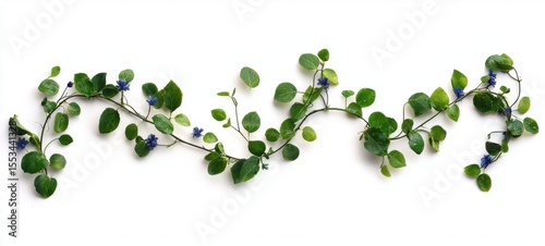 Green Ivy Vine with Blue Flowers on White Background