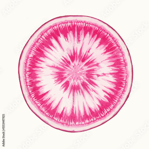 A Vibrant Watercolor Illustration Showcases A Sliced Watermelon Radish With Its Distinctive Pink Exterior And Starburst Pattern Presented In A Clean Minimalist Style Against A