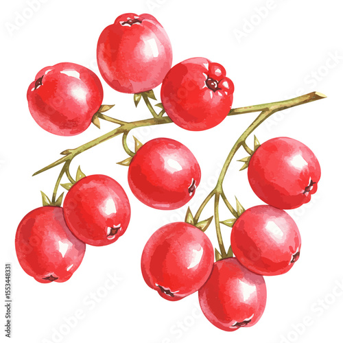 A Vibrant Watercolor Illustration Presents A Close Up View Of A Chalta Fruit Showcasing Its Unique Texture And Color Gradient From Purple To Yellow In A Detailed Artistic Style