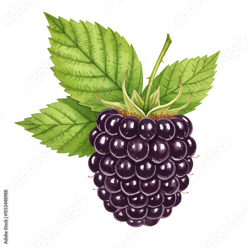 An Isolated Watercolor Illustration Showcases A Plump Ripe Black Raspberry With Vibrant Green Leaves Rendering A Realistic And Visually Appealing Botanical Artwork Against White