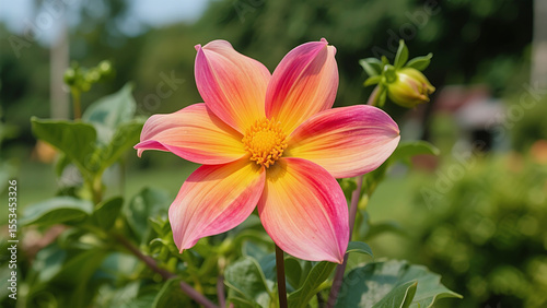 A close-up photograph of a fully bloomed Baan Buri flower, showcasing its beautiful gradient petals transitioning from pink to orange and yellow