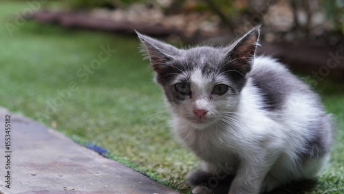 Adorable black and white kitten with big ears sitting on lush grass, gazing curiously at the camera. Perfect for pet, nature, and animal themes.