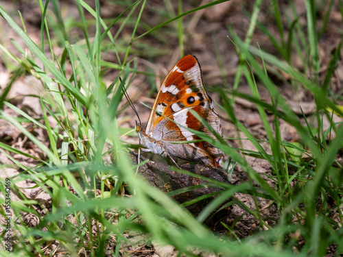 Purple Emperor Feeding on Animal Droppings