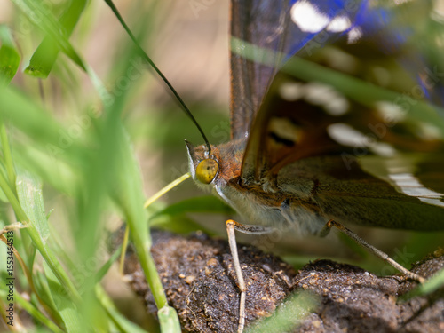 Purple Emperor Feeding on Animal Droppings