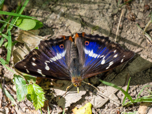 Purple Emperor Feeding on the Ground