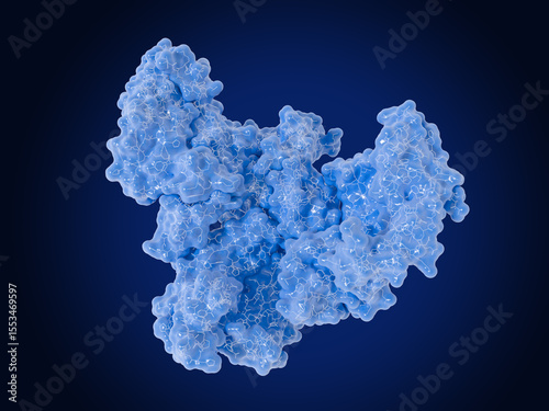 The vascular endothelial growth factor (VEGF) promotes blood vessel formation (angiogenesis)
