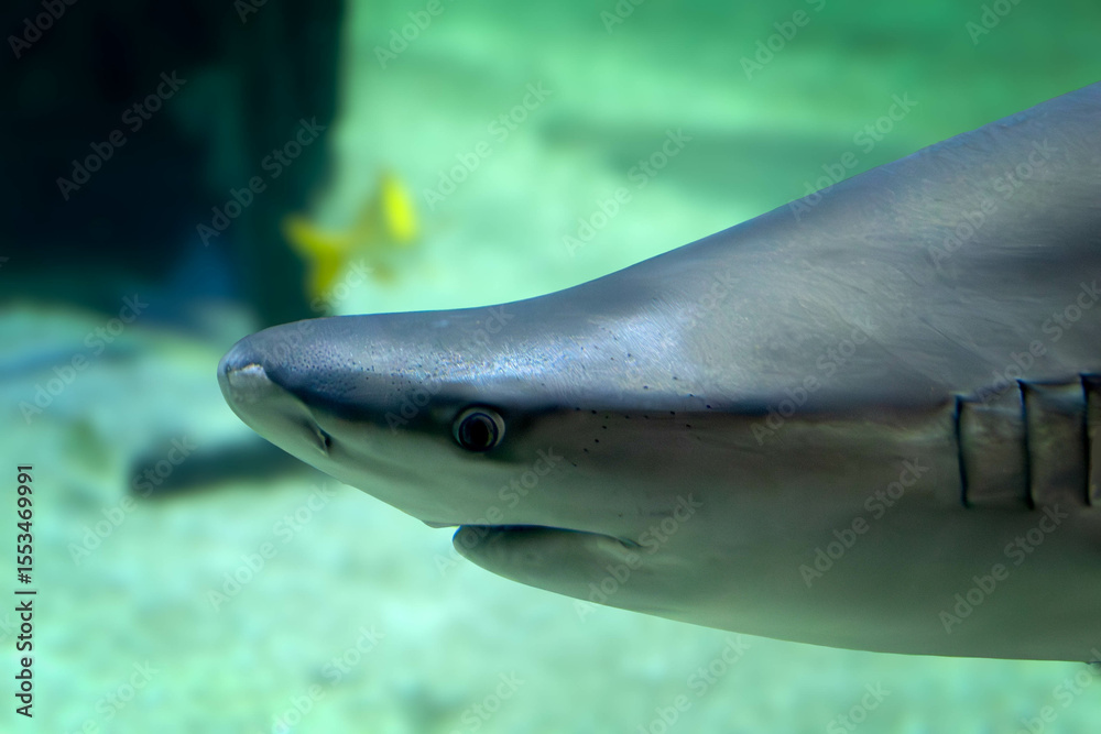 Naklejka premium requin, en gros plan, dans un aquarium