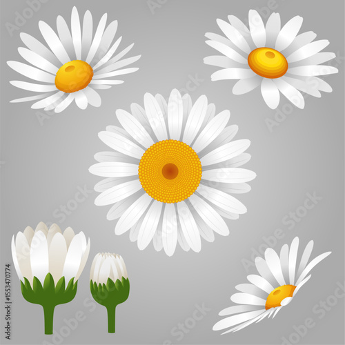 chamomile, daisies on a gray background. Vector illustration