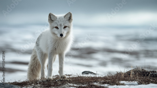 arctic fox standing 
