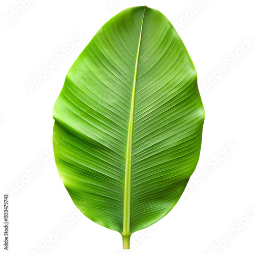 Vibrant green banana leaf with prominent central vein and parallel lines isolated on a transparent background