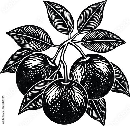A detailed black and white woodcut style illustration of a cluster of ripe oranges with their leaves on a white background