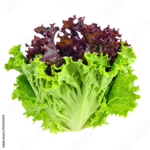 Fresh Green and Red Leaf Lettuce: Vibrant Salad Ingredient on Black Background