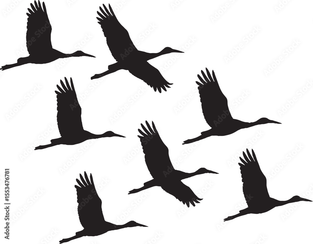 Obraz premium A set of flying bird silhouettes includes various wildlife like eagles, hawks, and doves, perfect for vector illustration in nature-themed art