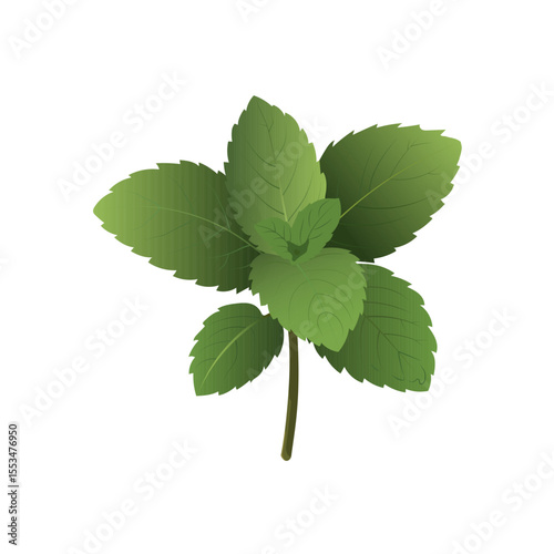 a sprig of mint isolated