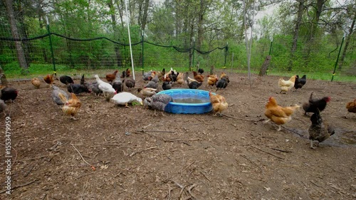 Variety of organic hens and ducks pecking soil and roaming in large enclosed area near woods as animals being cage free raised in back yard farm