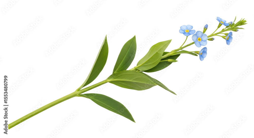 Obraz premium Isolated Forget-Me-Not Flower