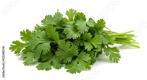 Coriander Leaf Bunch Spread on White