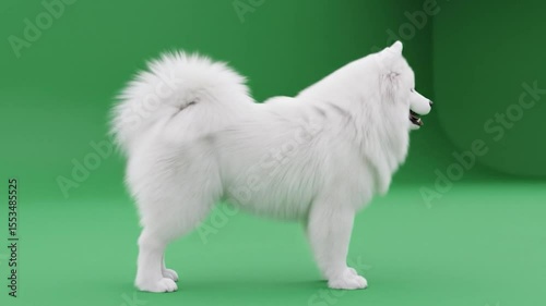 Fluffy White Dogs Gentle Movements. Chroma-Key, Green Screen