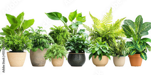 Potted houseplants arrangement on transparent background