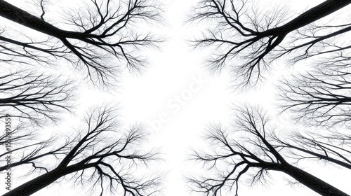 Symmetrical Black and White Tree Branches Against Bright Sky