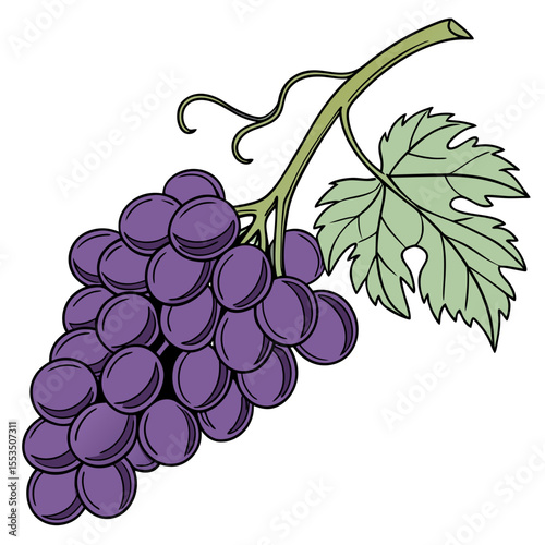 Grape vector design 