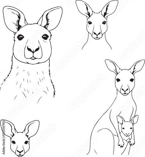 Kangaroo Line Art: Sketches of Australian Marsupials