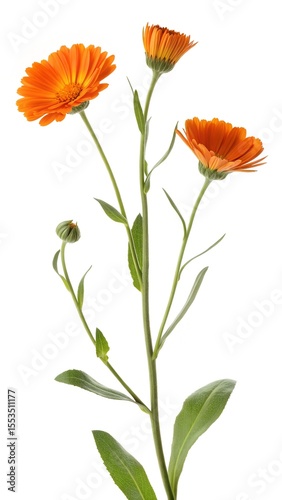 Orange flowers grow on a long green stem with small leaves against a plain white background in this beautiful nature photo.