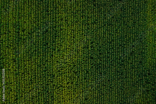 Aerial top down view of a dense green cornfield with perfect rows and vibrant summer colors.