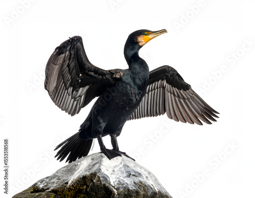 02.025.Firefly_A cormorant drying its wings on a rock. isolate with white background 159814