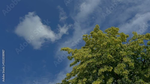 Blooming linden tree