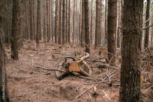Tree, fallen pine branches in a forest