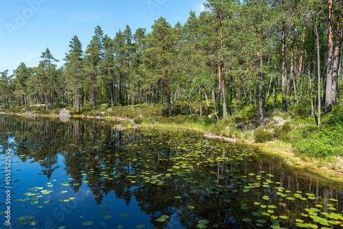 Seerosen auf dem Lilla Trsticklan im Nationalpark Tresticklan, Schweden