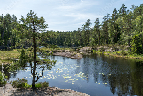 Seerosen im Nationalpark Tresticklan, Schweden