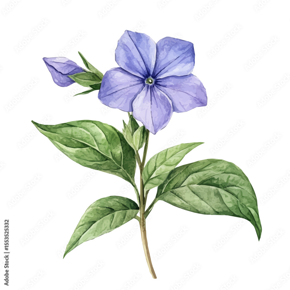Fototapeta premium watercolor vector of A Periwinkle Plant, isolated on a white background.